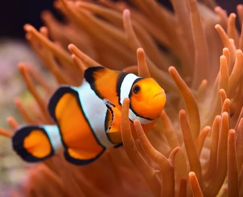 Clown Fish